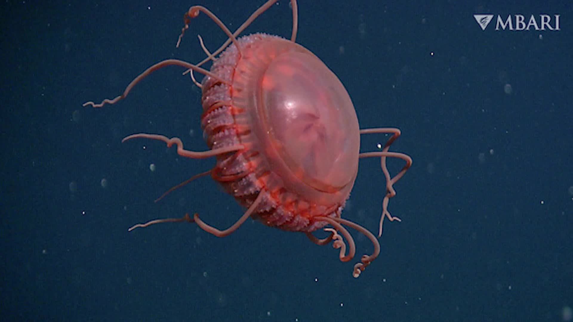 Majestuosa medusa descubierta Videos de The Weather Channel