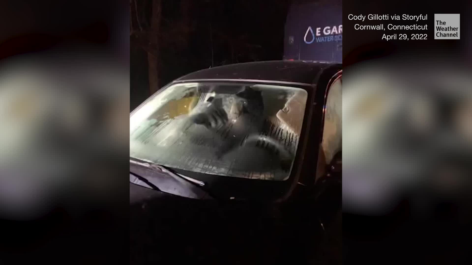 Stunned Bear Caught Inside Car - Videos from The Weather Channel