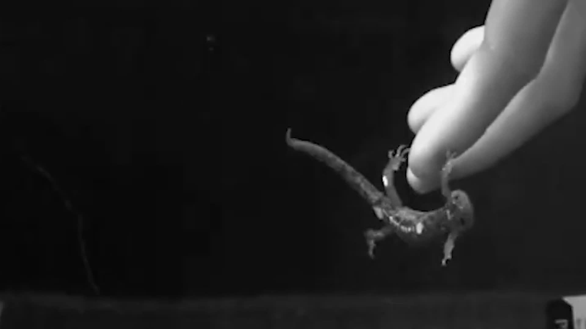 Skydiving Salamanders Are a Real Thing Videos from The Weather Channel