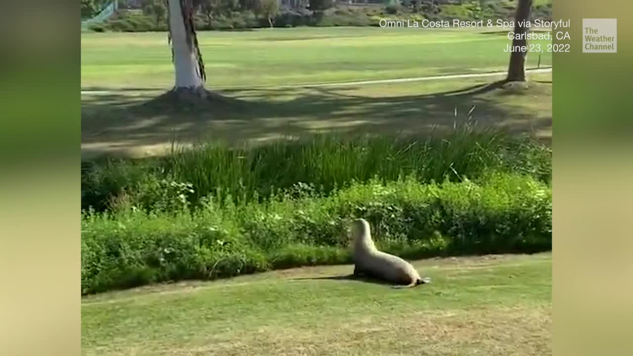 Pregnant Seal Wanders Into Golf Tournament, Returned To Ocean Videos