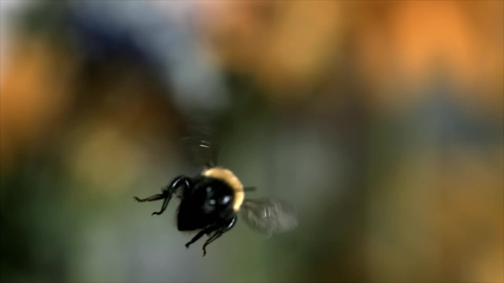 Can You See Effects Of Climate Change On A Bumblebee? - Videos from The ...