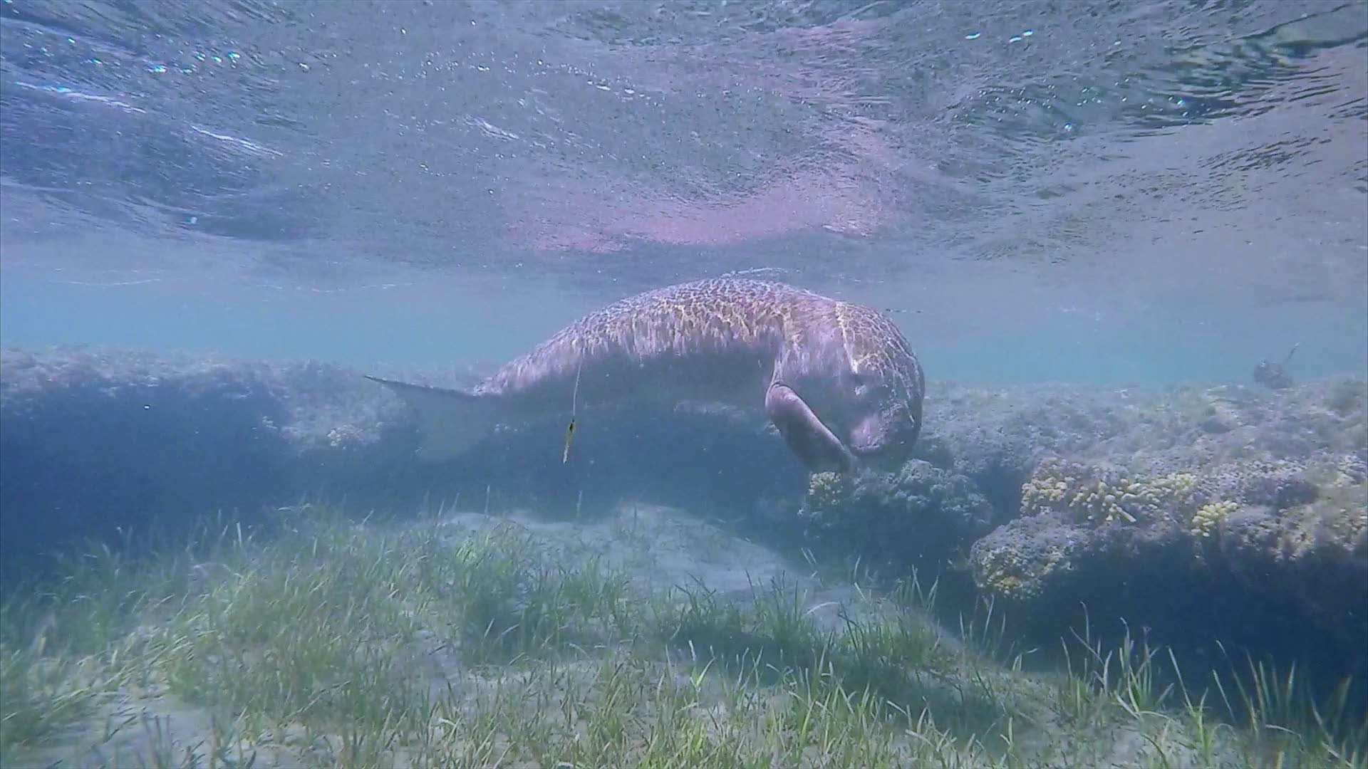 Dugongs, A Relative Of Manatees, Declared Extinct In China - Videos