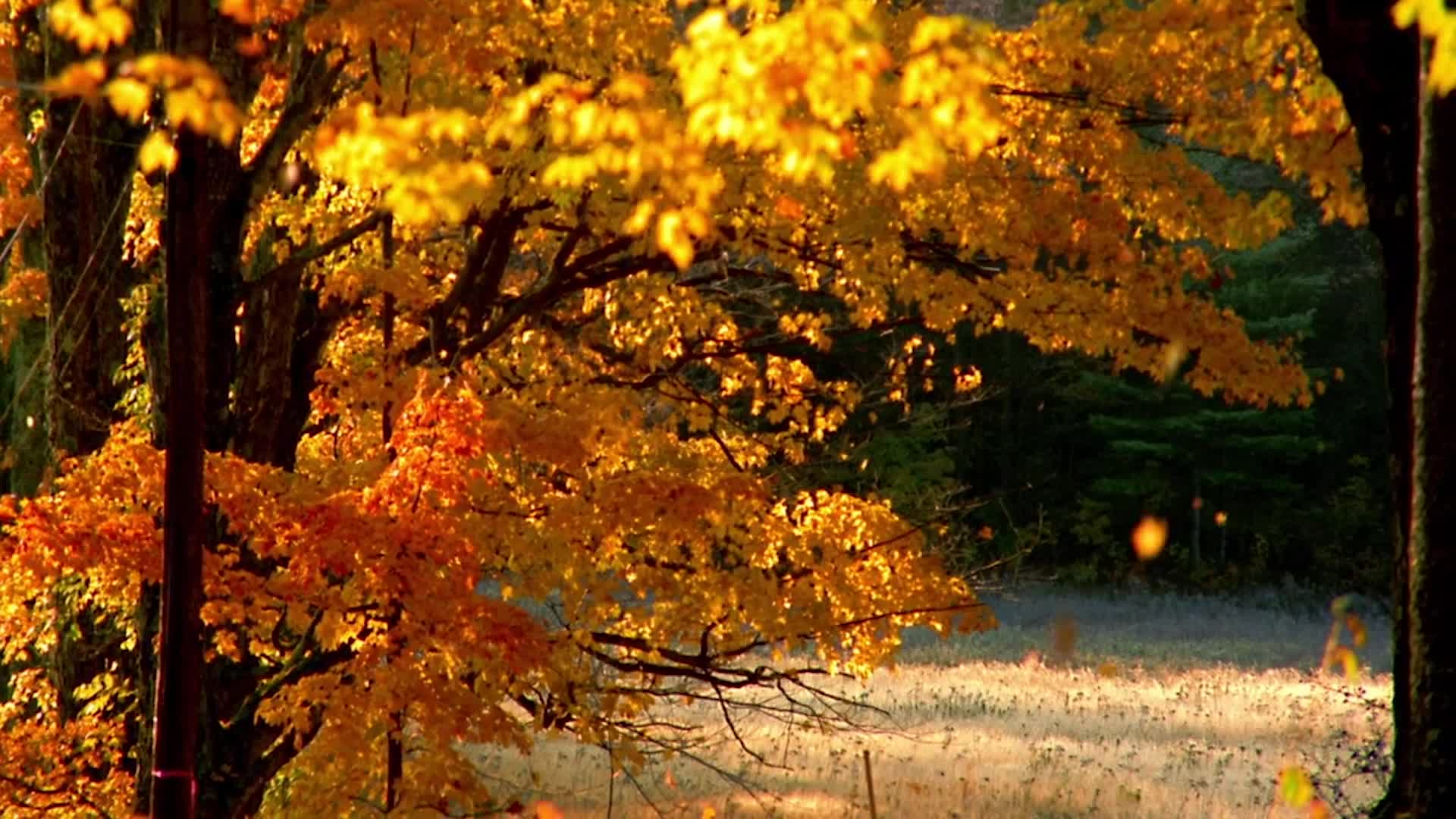 Autumn Anxiety: Causes And Cures For The Frequent Seasonal Phenomenon