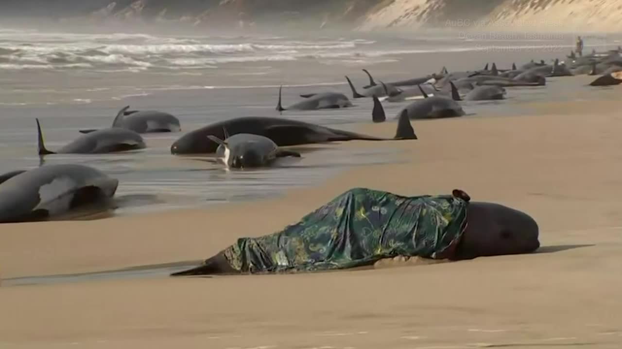 Mass Pilot Whale Stranding Videos from The Weather Channel