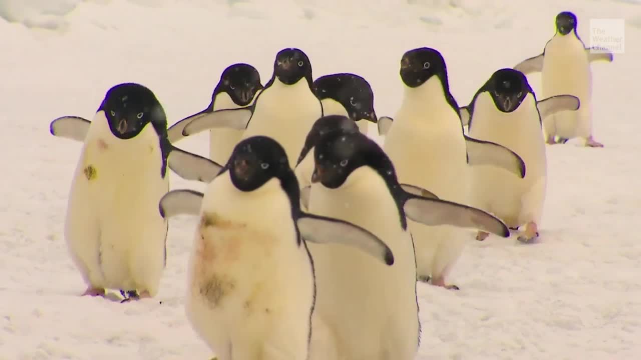 Penguin Population Sees Sharp Decline In Parts Of East Antarctica