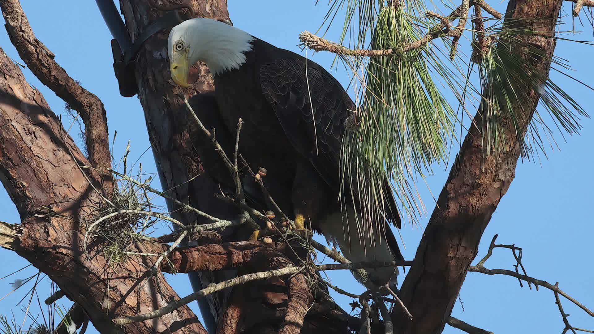 Bald Eagles Battle Back After Ian Videos from The Weather Channel