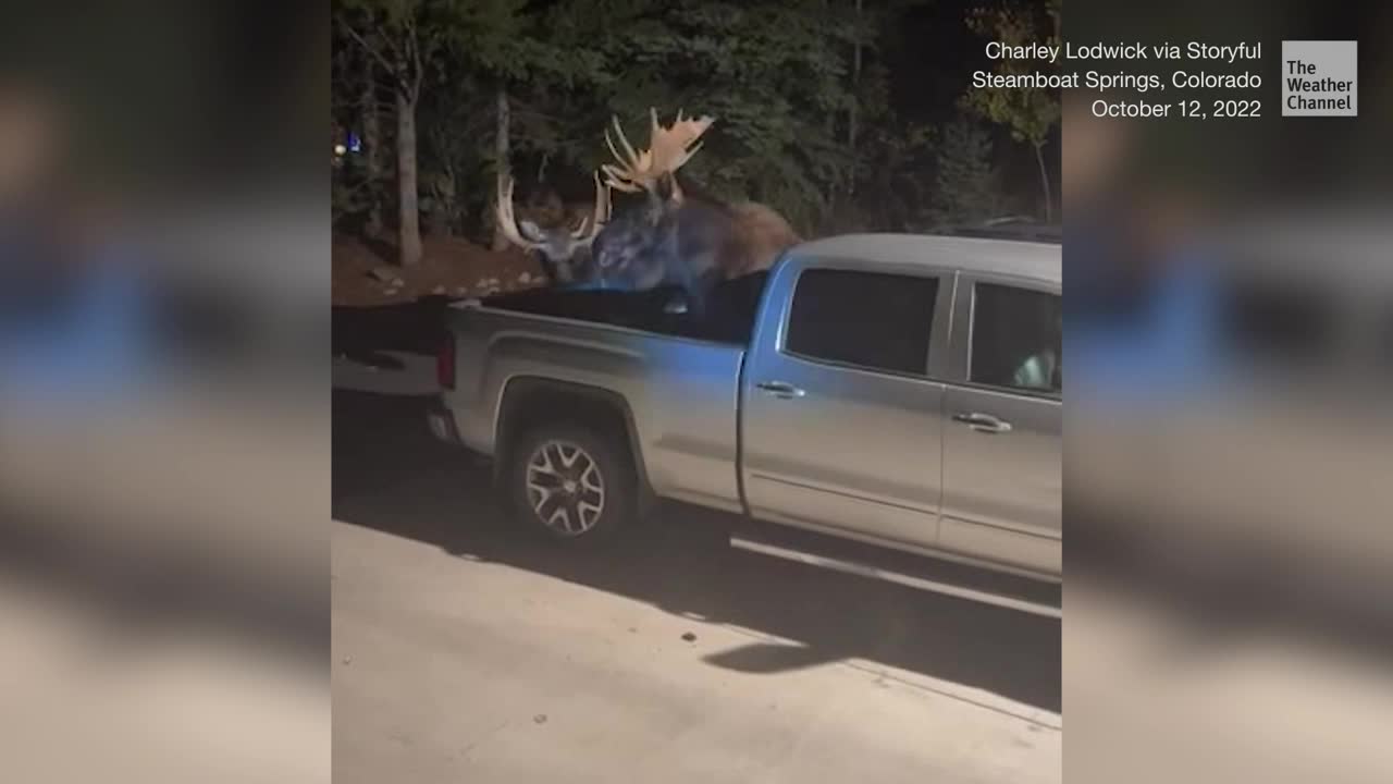 Brawling Moose Slam Into Vehicles Videos from The Weather Channel