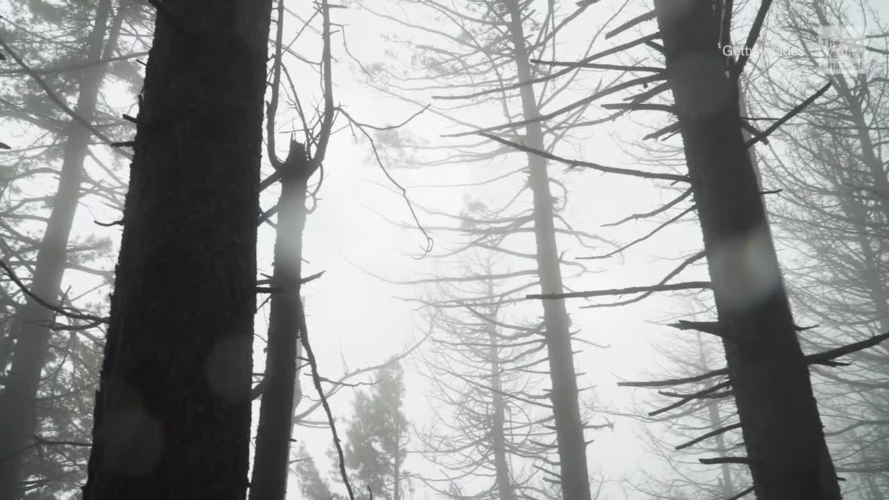 Ghost Forests Have Nothing To Do With Halloween Here’s What They Are