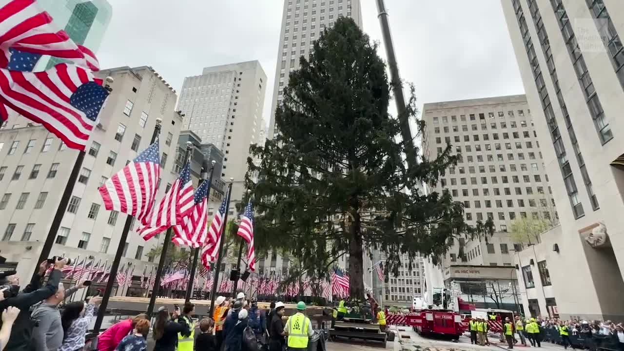 Famous Rockefeller Center Tree Placed Ahead Of Tree Lighting Ceremony