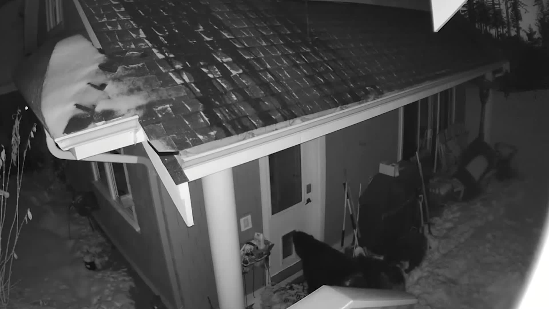 Unintended Use Of Doggy Door Videos from The Weather Channel