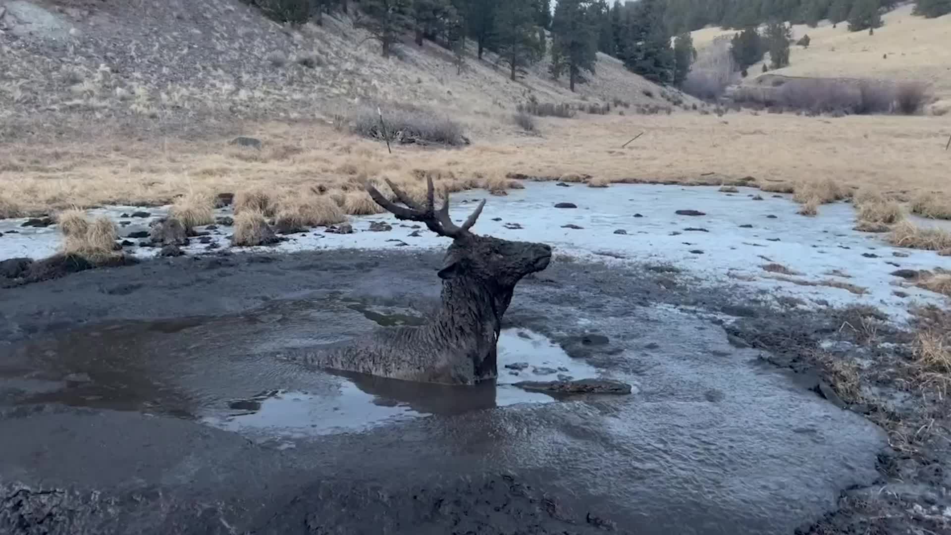 Young Elk Rescued From Hole Videos from The Weather Channel