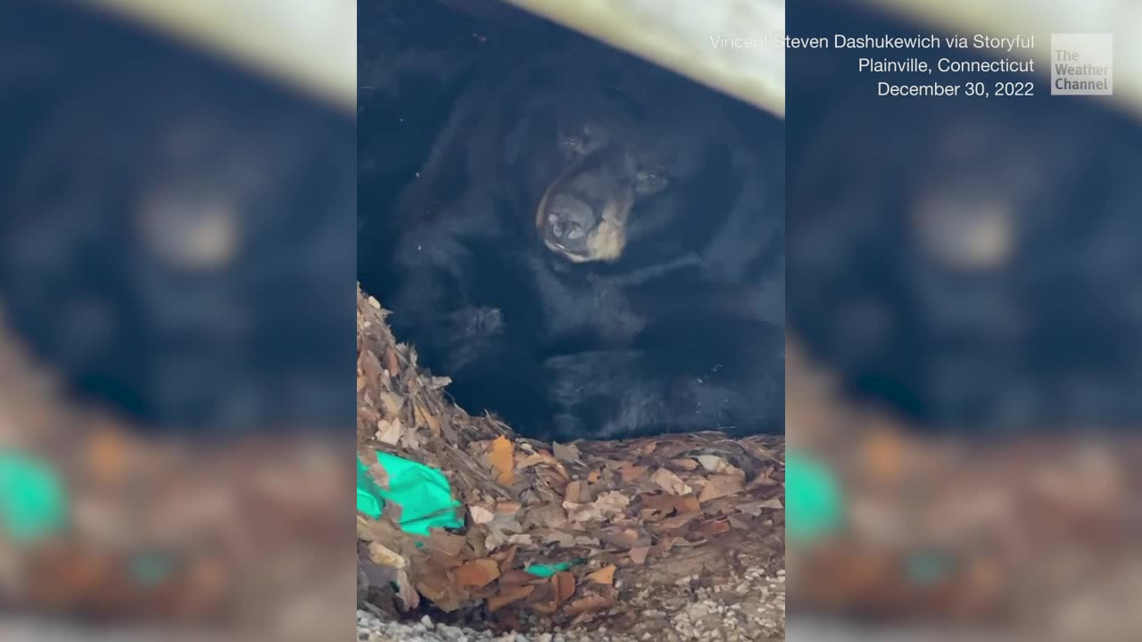 Bear Hibernates Under Deck Videos from The Weather Channel