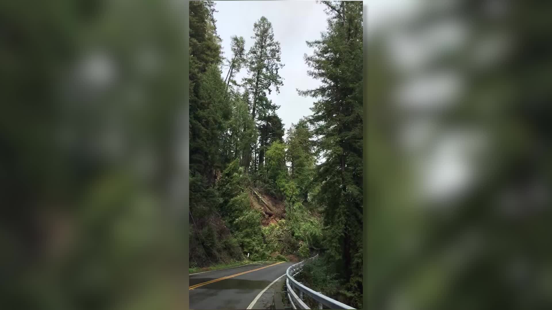 Tree Slams Down Hillside Videos from The Weather Channel