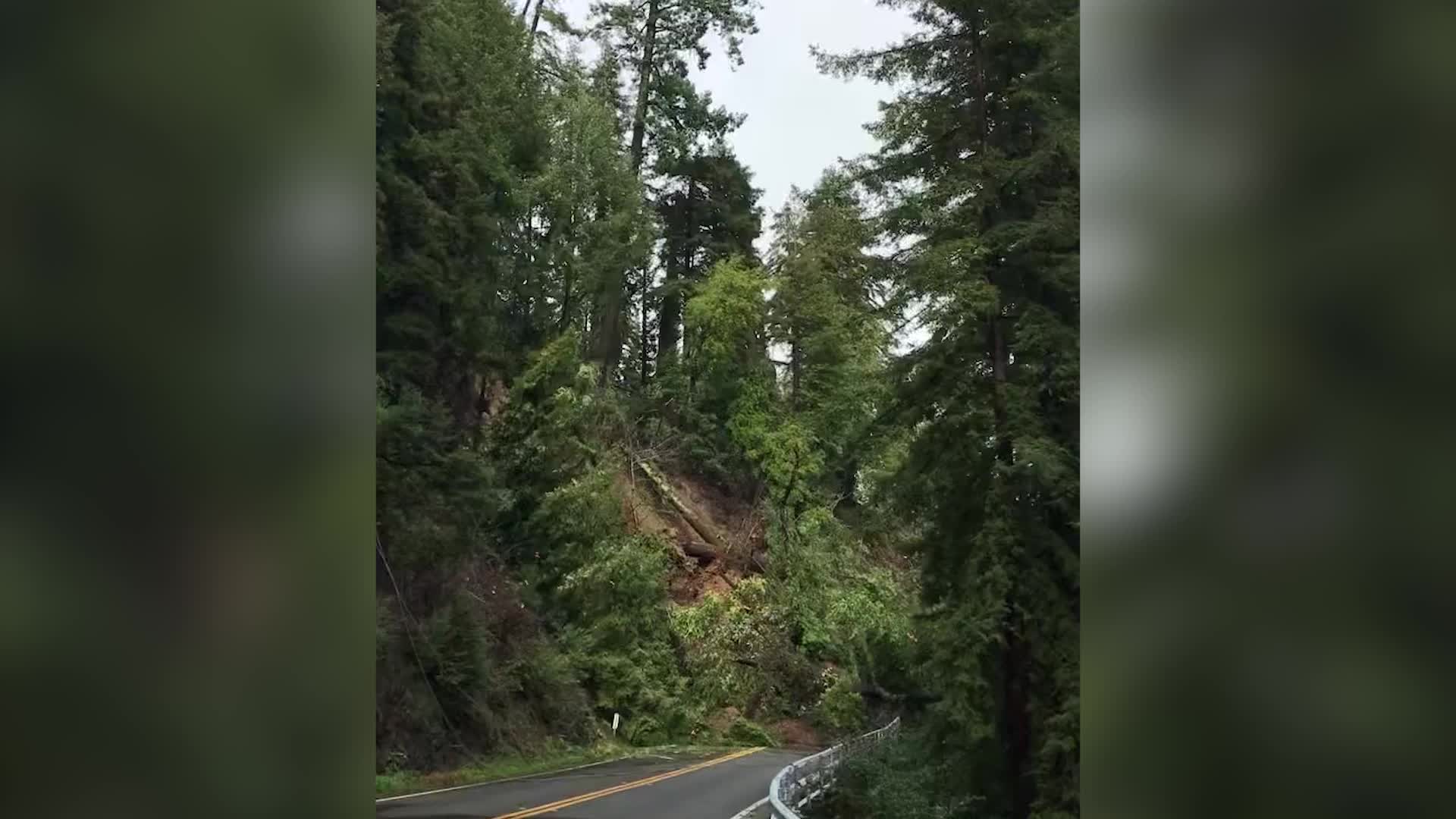 Mira cómo este árbol se desliza por una ladera Videos de The Weather