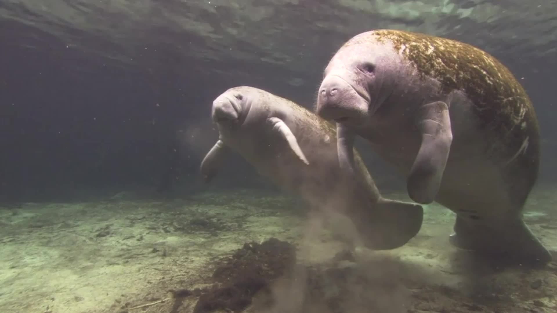 Some Good News For Florida Manatees, Finally - Videos from The Weather