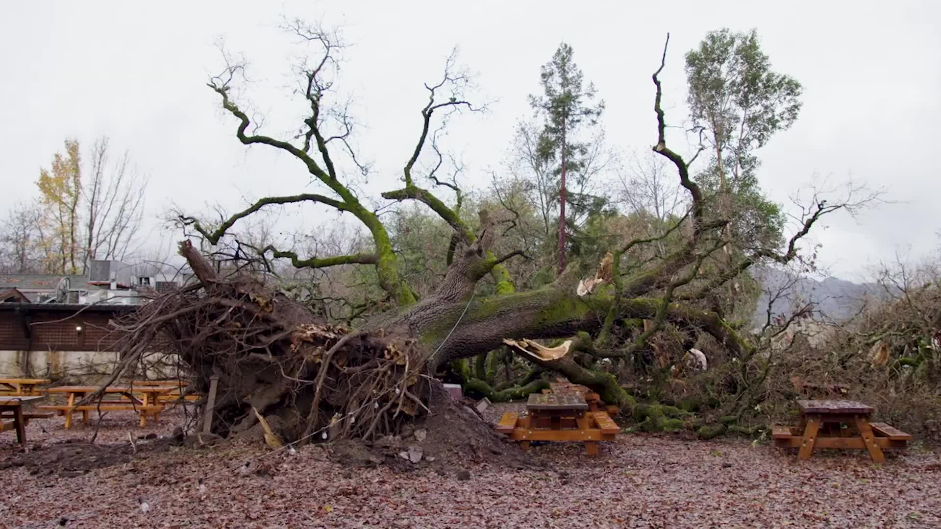 275YearOld Oak Falls At Napa Winery Videos from The Weather Channel