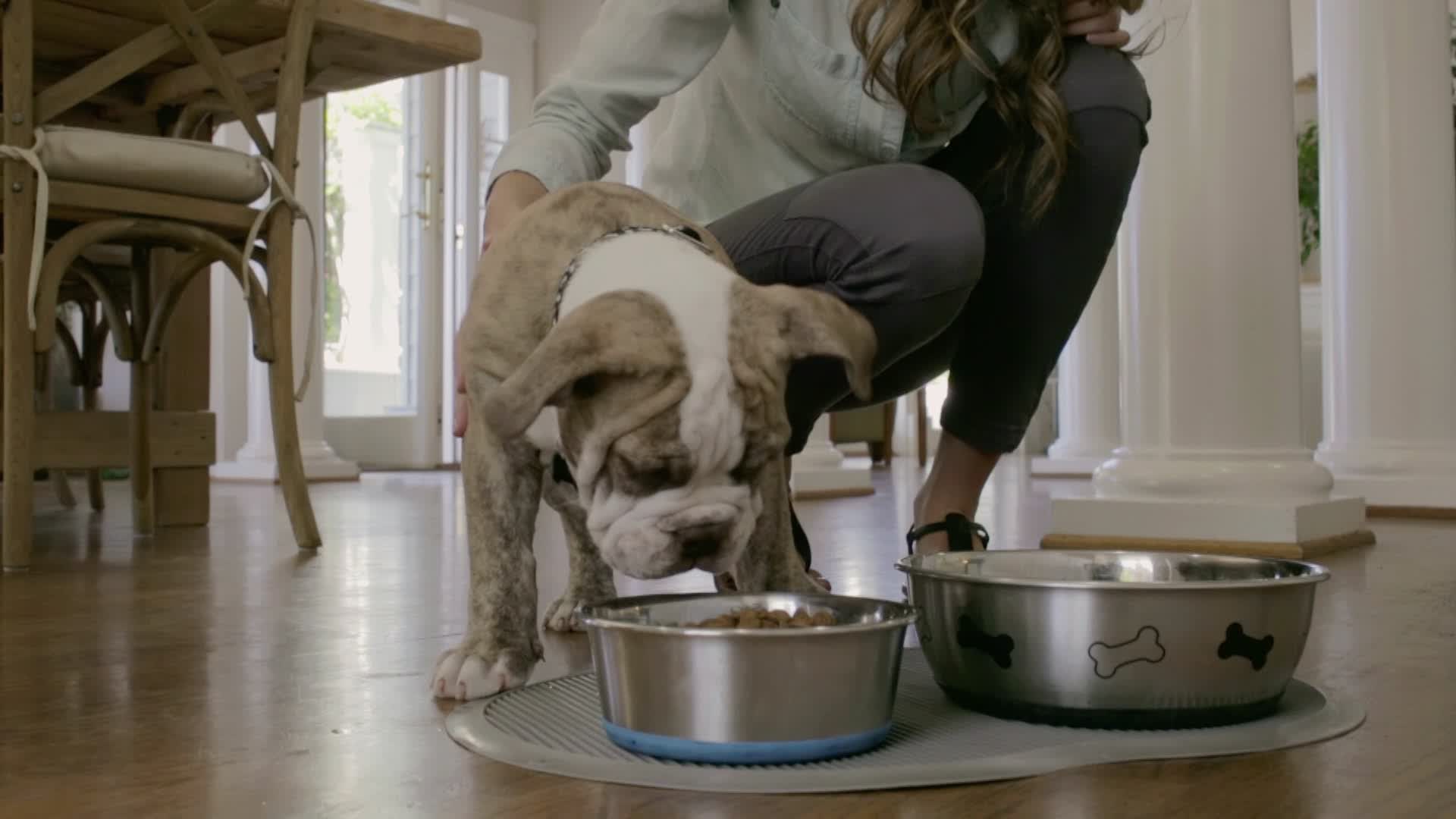 Is Vegan Pet Food Safe For Your Dog Or Cat? Videos from The Weather