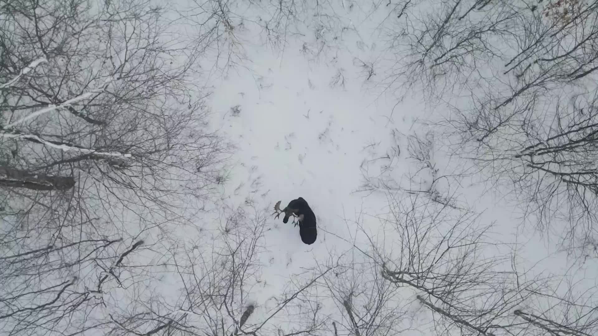 Moose Shakes Off Both Antlers Videos from The Weather Channel