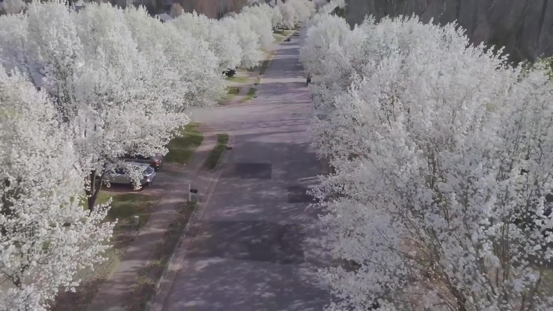 State Bans Popular Tree, More To Follow Videos from The Weather Channel