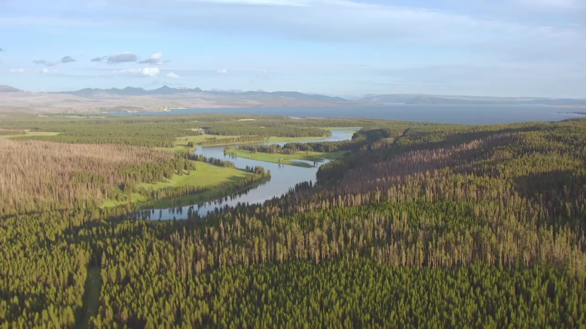 California Lost 36 Million Trees in 2022; This Is Why Videos from The