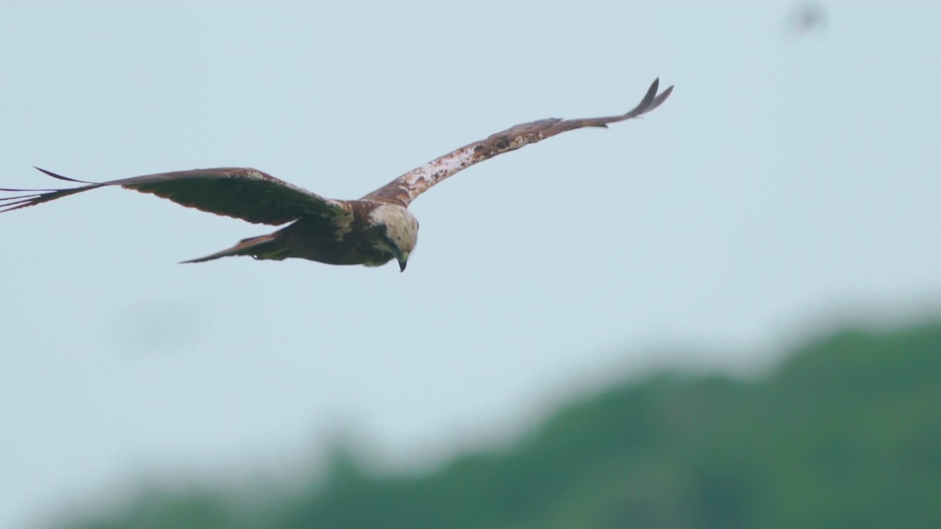 Join The Great Backyard Bird Count Videos from The Weather Channel