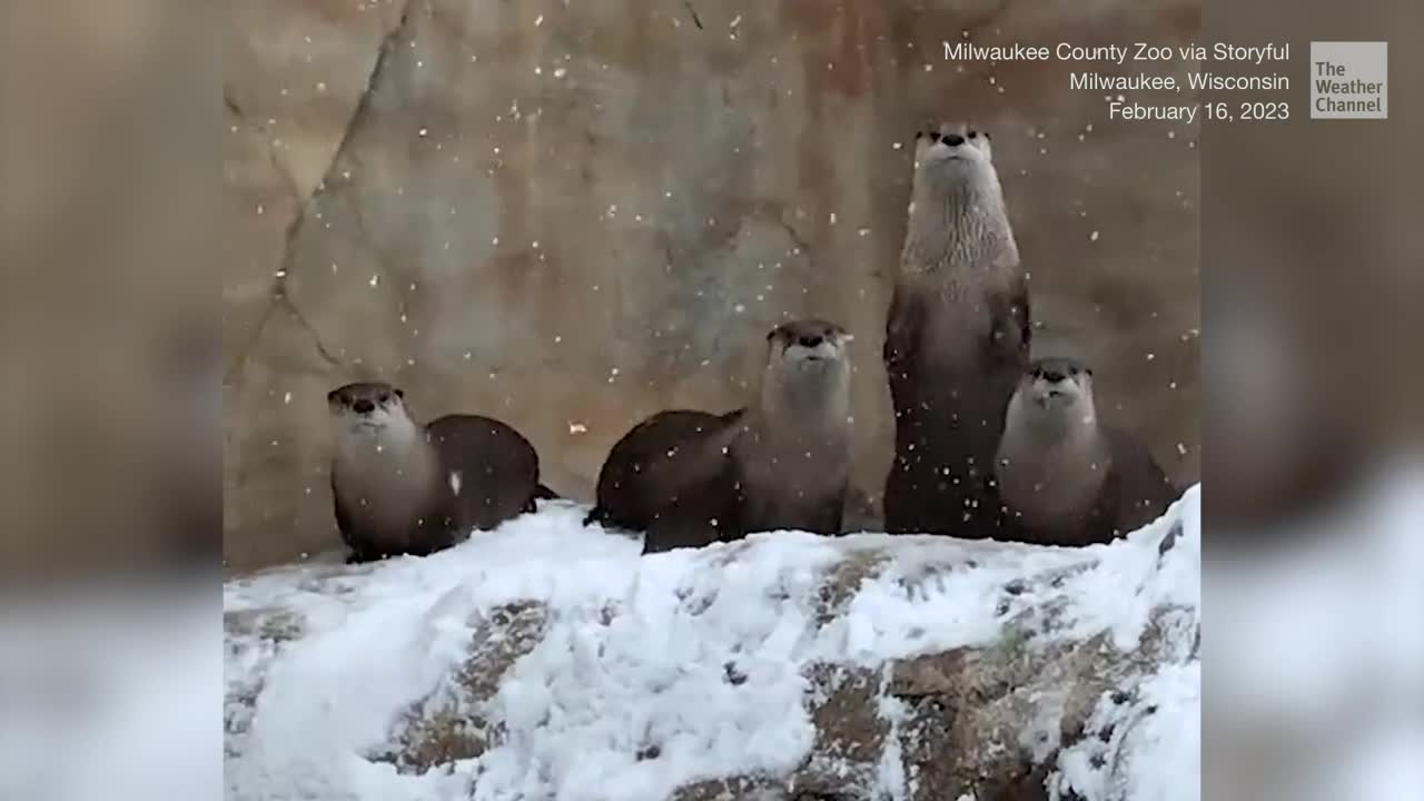 Otters At Milwaukee Zoo Watch The Snow Fall As A Winter Storm Hits