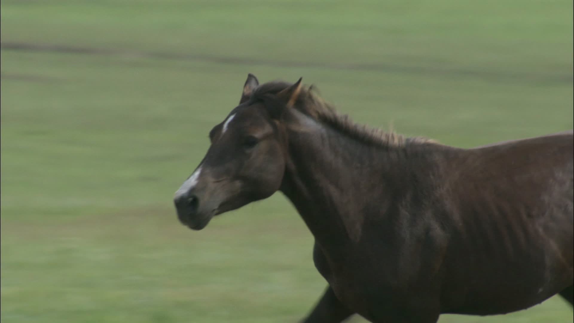 Keeping Horses Safe In Severe Weather Videos from The Weather Channel