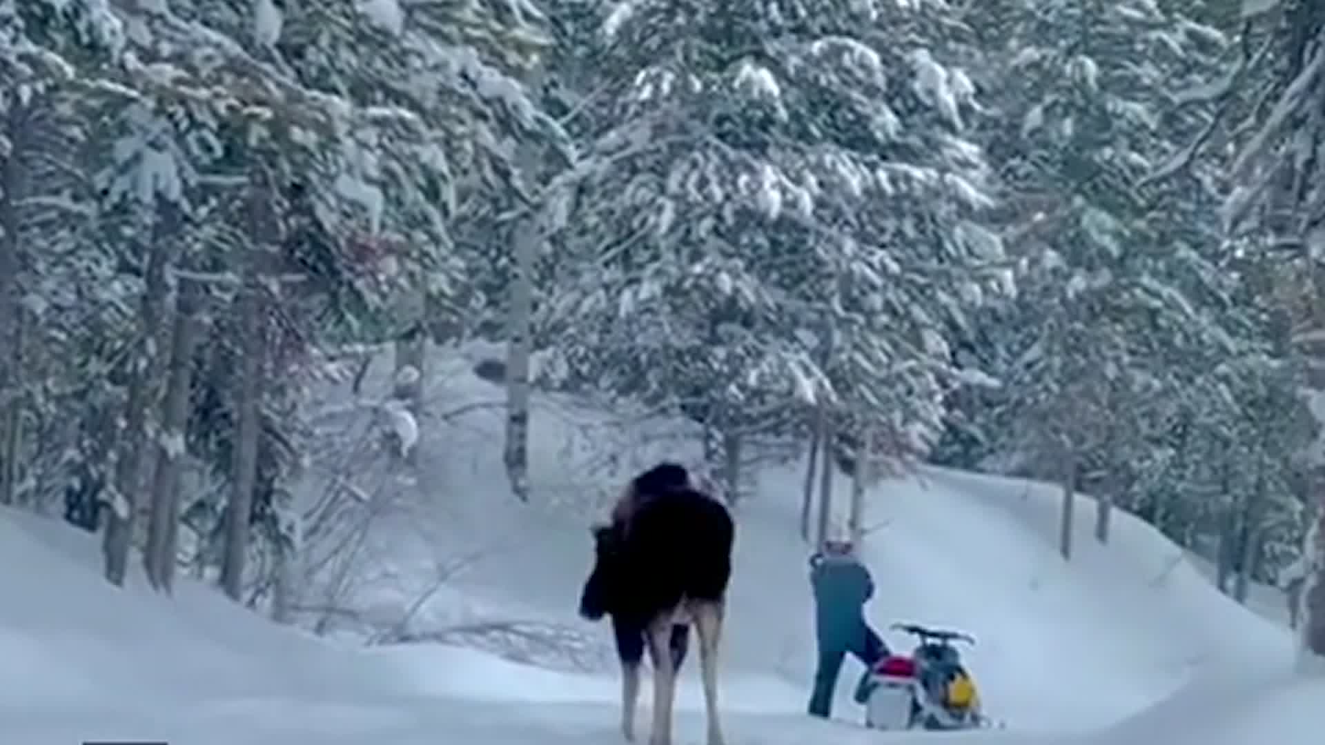 Scary Situation When Moose Charges Snowmobiler Videos from The