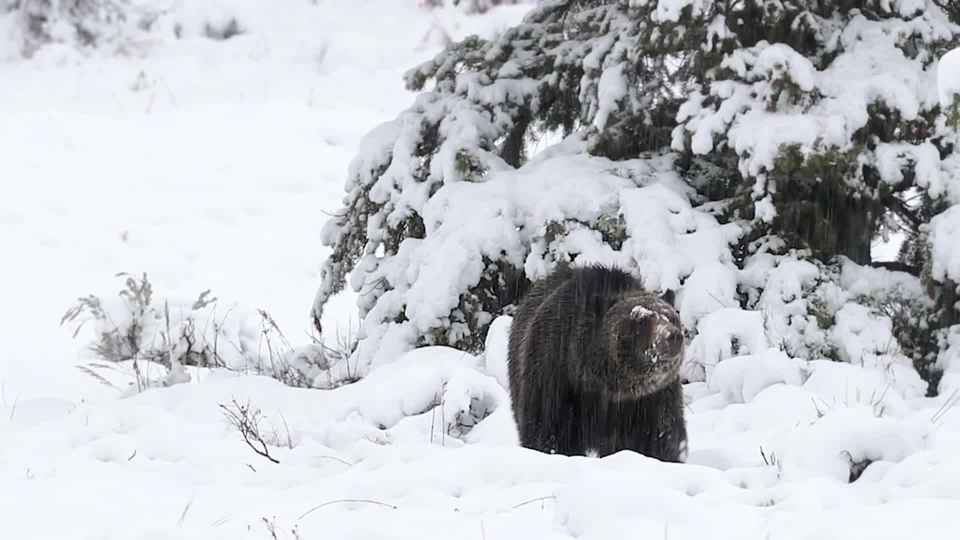 Has Spring Sprung? Yellowstone Bears ‘Waking Up’ Videos from The