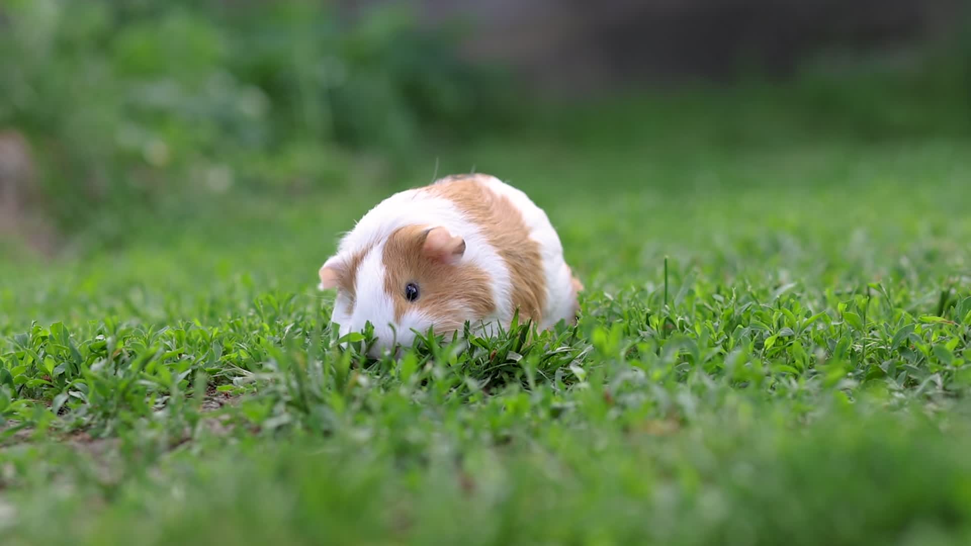Guinea Pigs Love Sunshine Too Videos from The Weather Channel