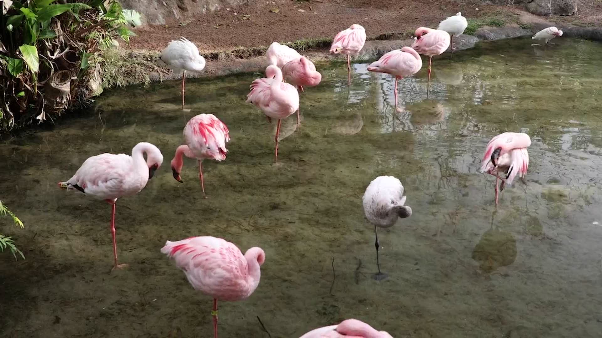 Disney Animal Kingdom Flamingo Chick Born In Nest Made From Baseball
