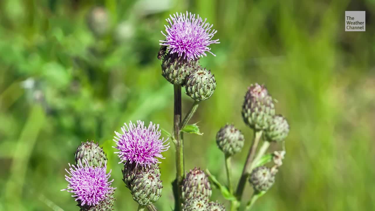 5 Plants To Avoid In Your Garden Videos from The Weather Channel
