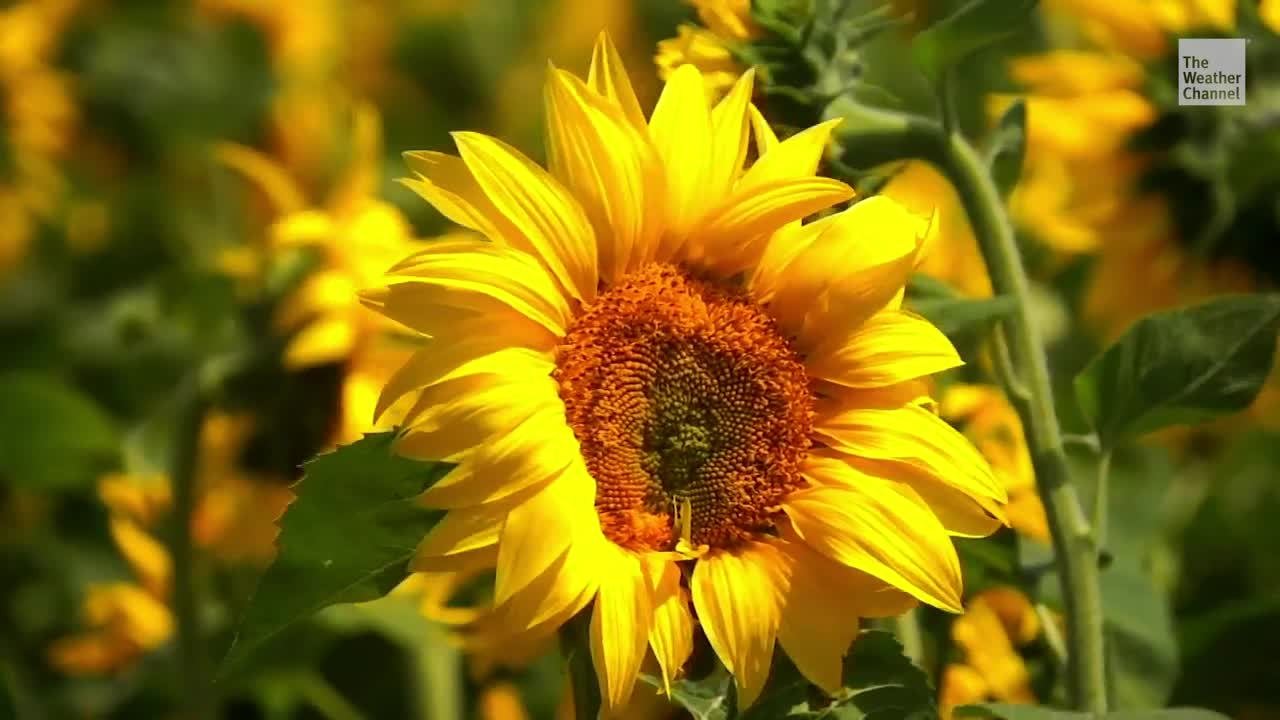avoid-allergies-while-prepping-your-garden-videos-from-the-weather