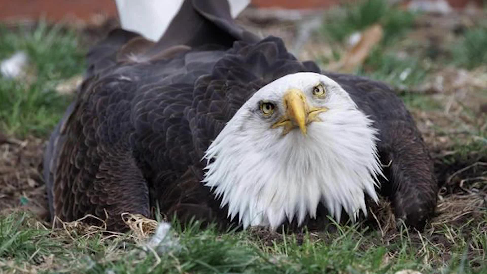 Eagle Who Tried To Hatch Rock Real Dad Videos from The