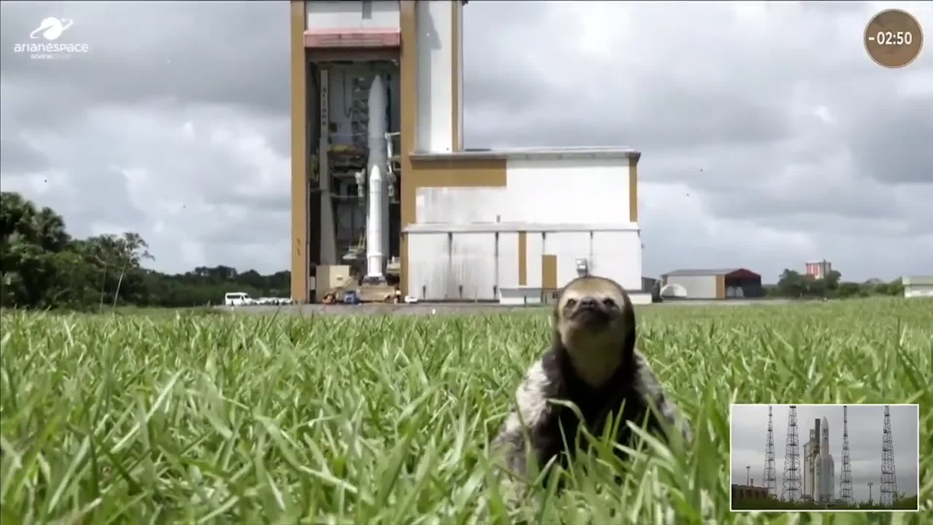 Adorable Sloth Steals Show During Live Launch - Videos from The Weather