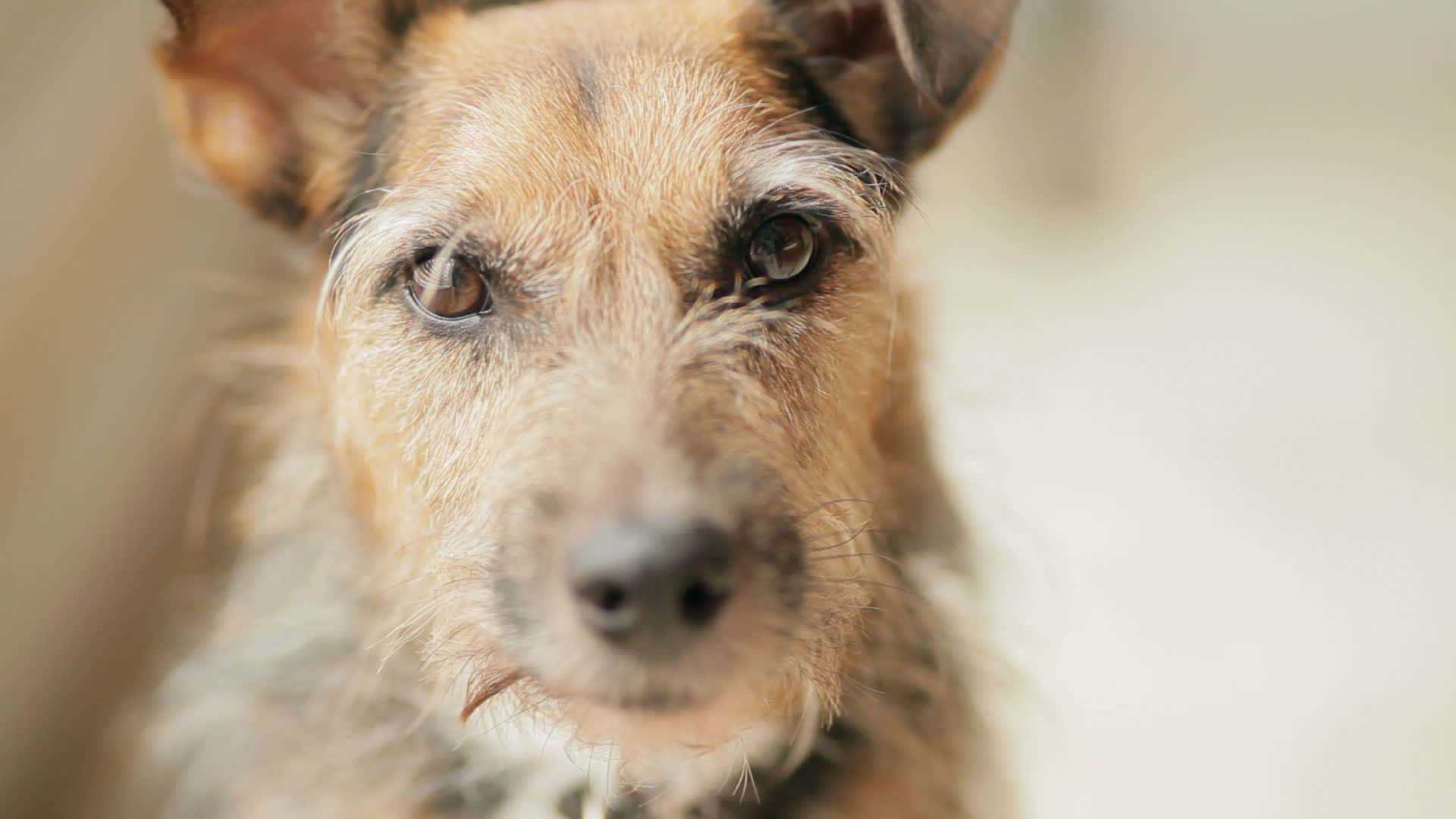 Are Mixed Dog Breeds Healthier: Surprising Truths Revealed