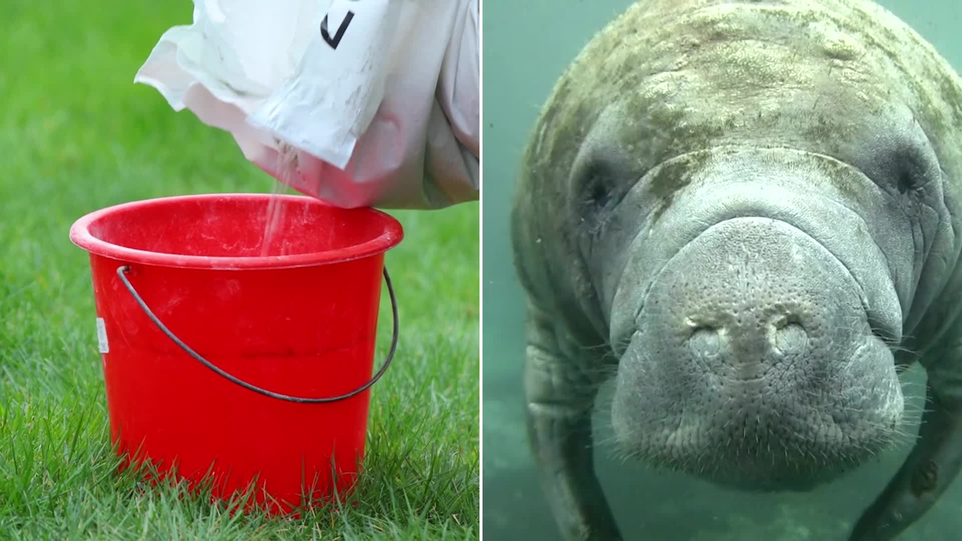‘Go Fertilizer-Free’ For Florida Manatees - Videos from The Weather Channel