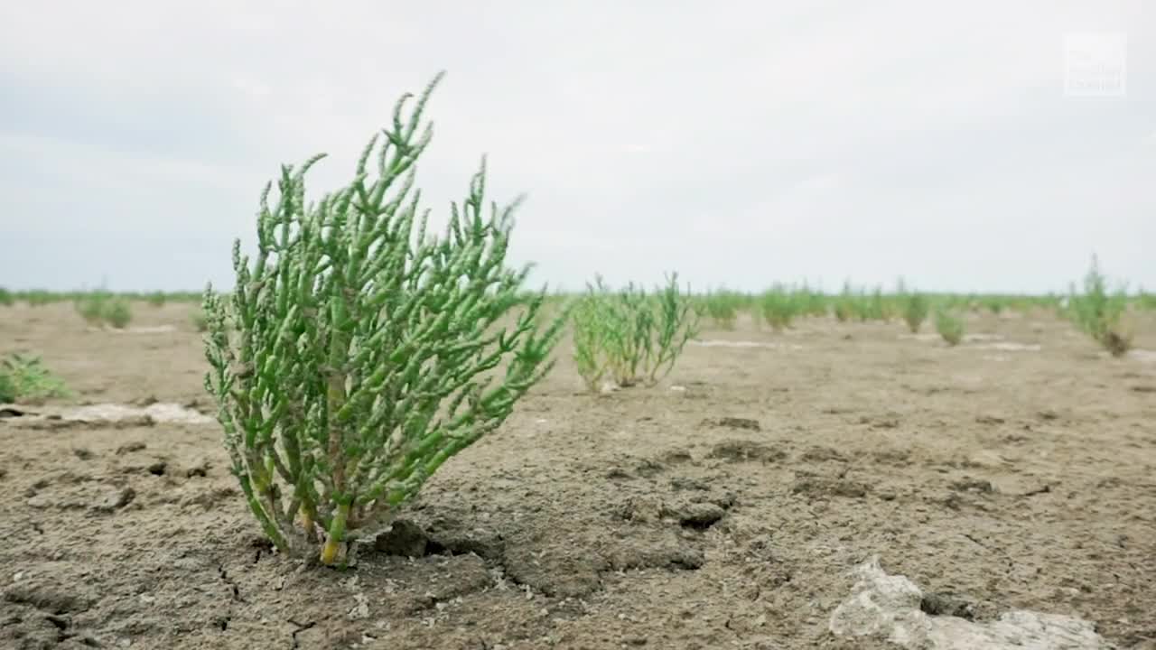 This SaltLoving Plant Could Be The Future Of Eating Videos from The