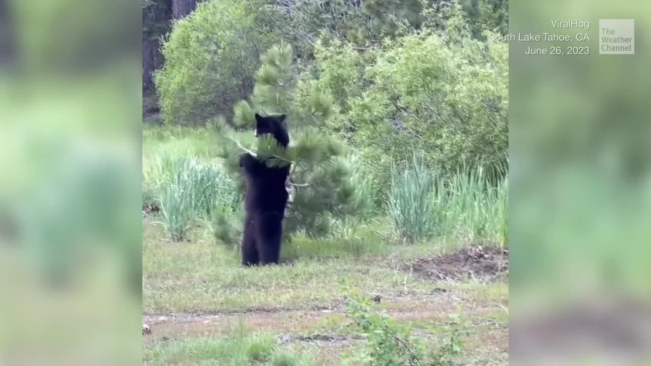 Bear Scratch Feels Soooo Good Videos from The Weather Channel