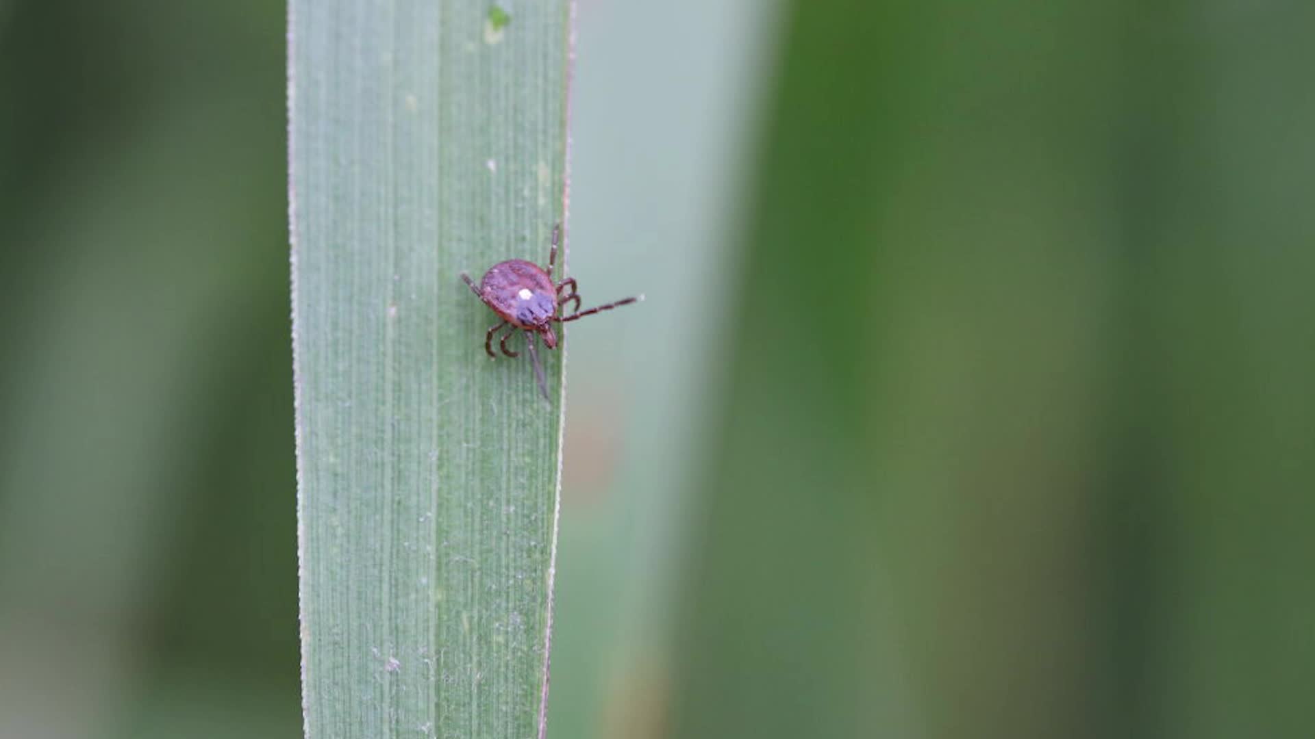 CDC Thousands Allergic To Red Meat After A Tick Bite Videos from The