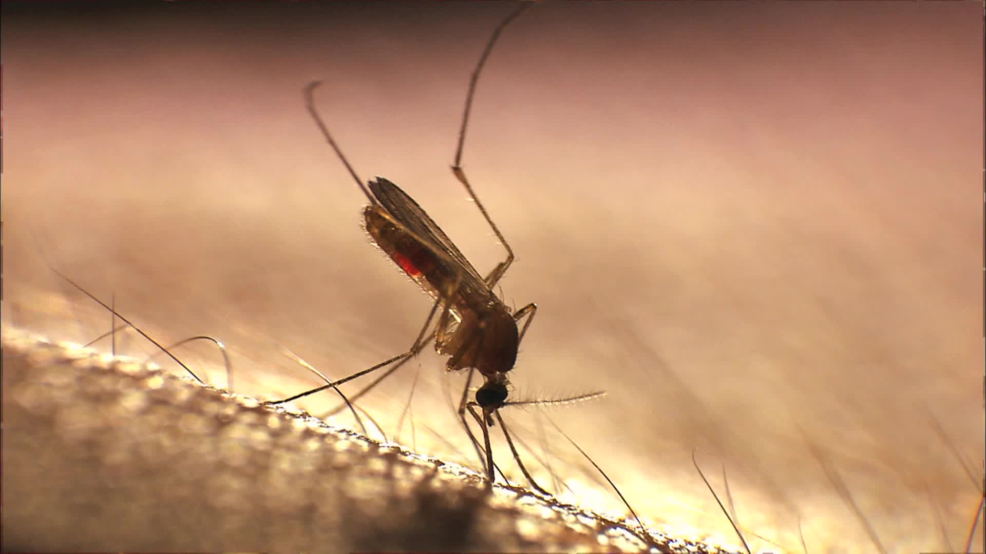 Rare Jamestown Canyon Virus Reported In Detroit Area Videos from The