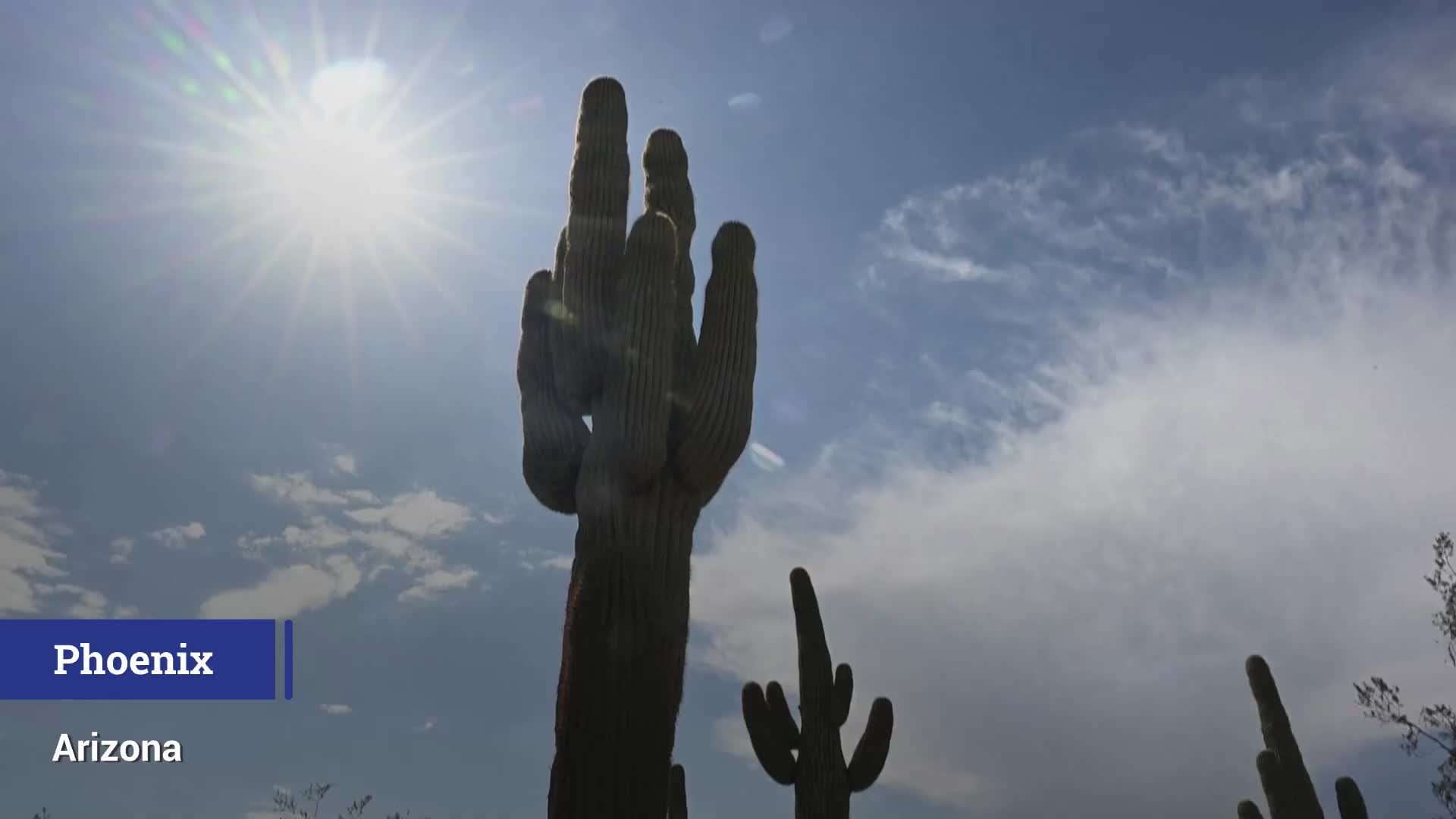 Kakteen sterben wegen extremer Hitze in Arizona ab | Weather.com