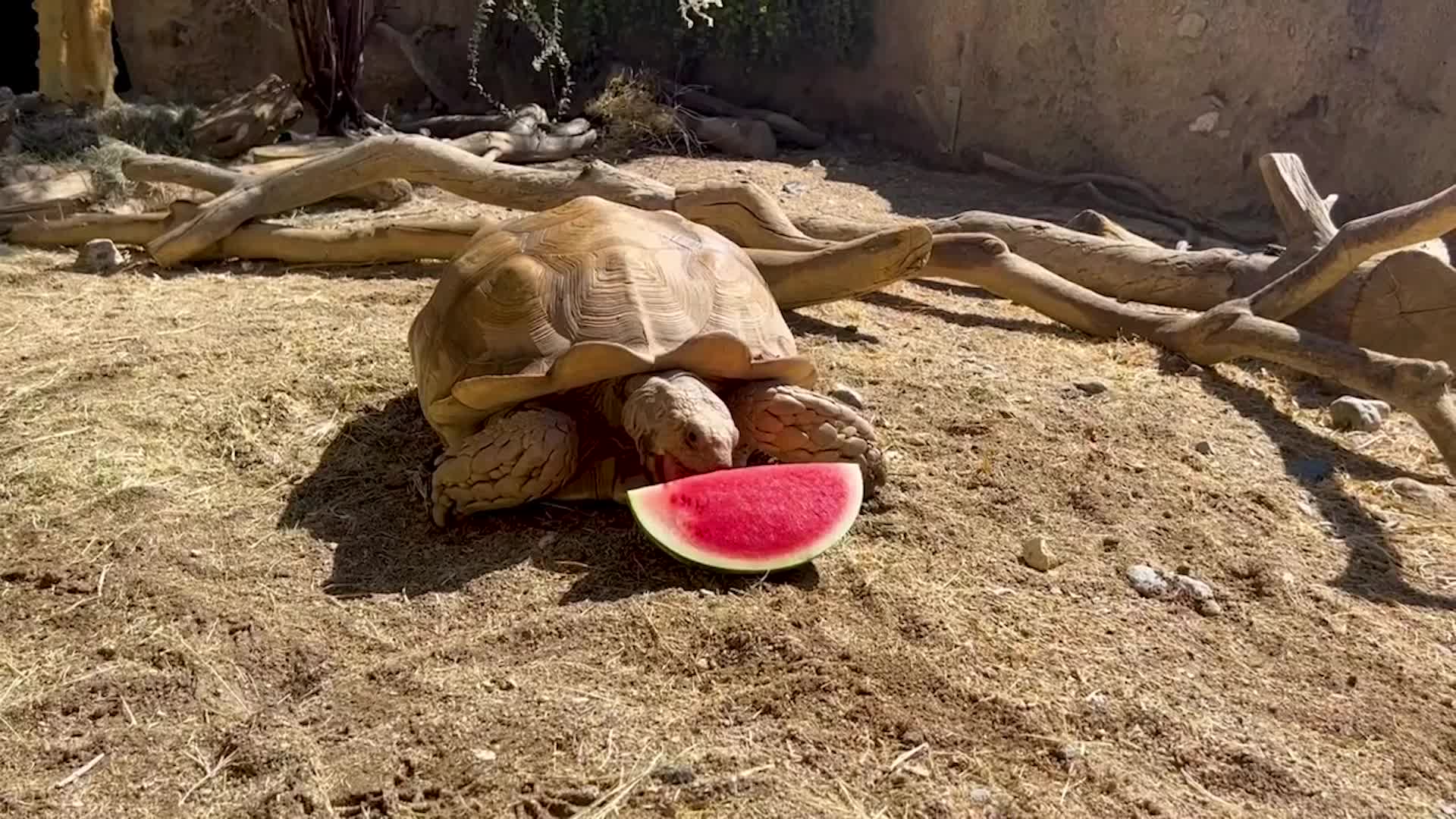 Staying Cool At The Zoo - Videos from The Weather Channel