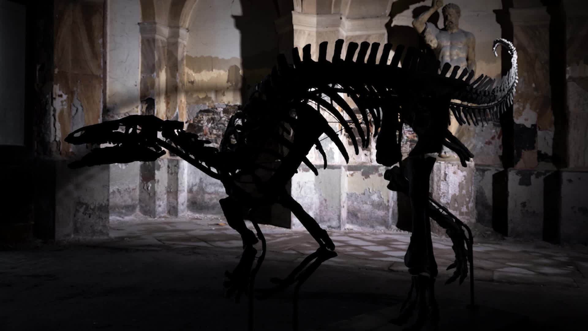 Want To Buy A Dinosaur? Videos from The Weather Channel