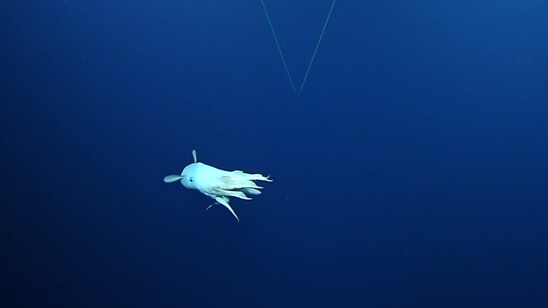 Rare Dumbo Octopus Thrills Scientists - Videos from The Weather Channel