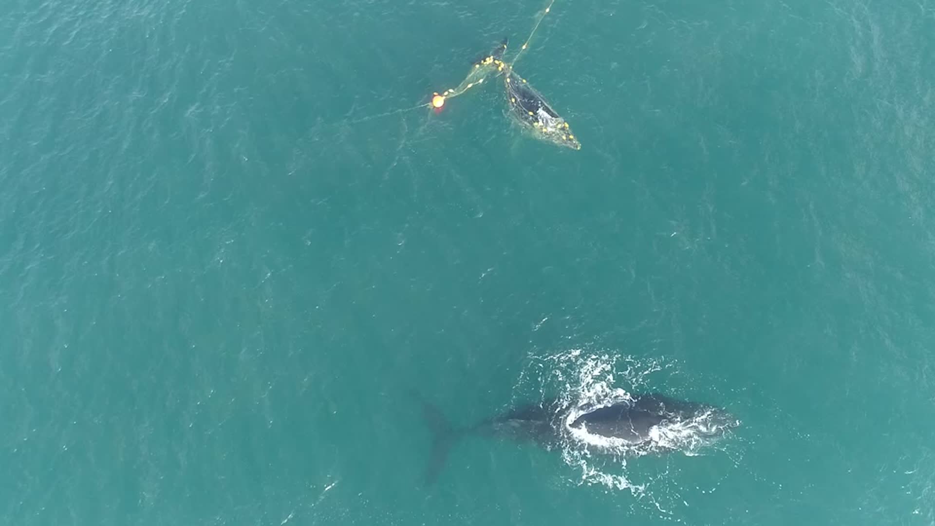 Whale Calf Freed After Mother’s Cries Alerted Locals - Videos from The ...