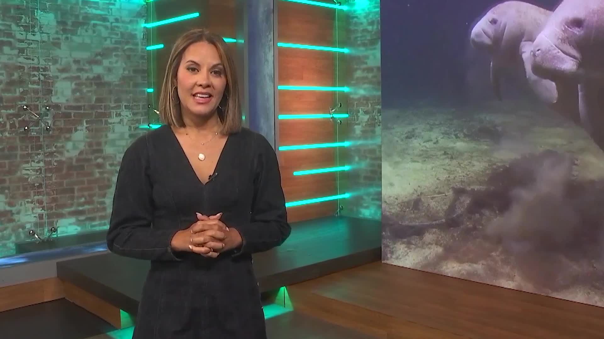 Should Manatees Be Added To Endangered Species List? - Videos from The