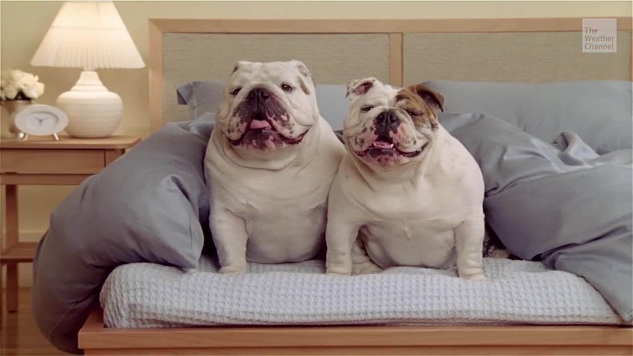 Future Could Be Dangerous For These Dogs Videos from The Weather Channel