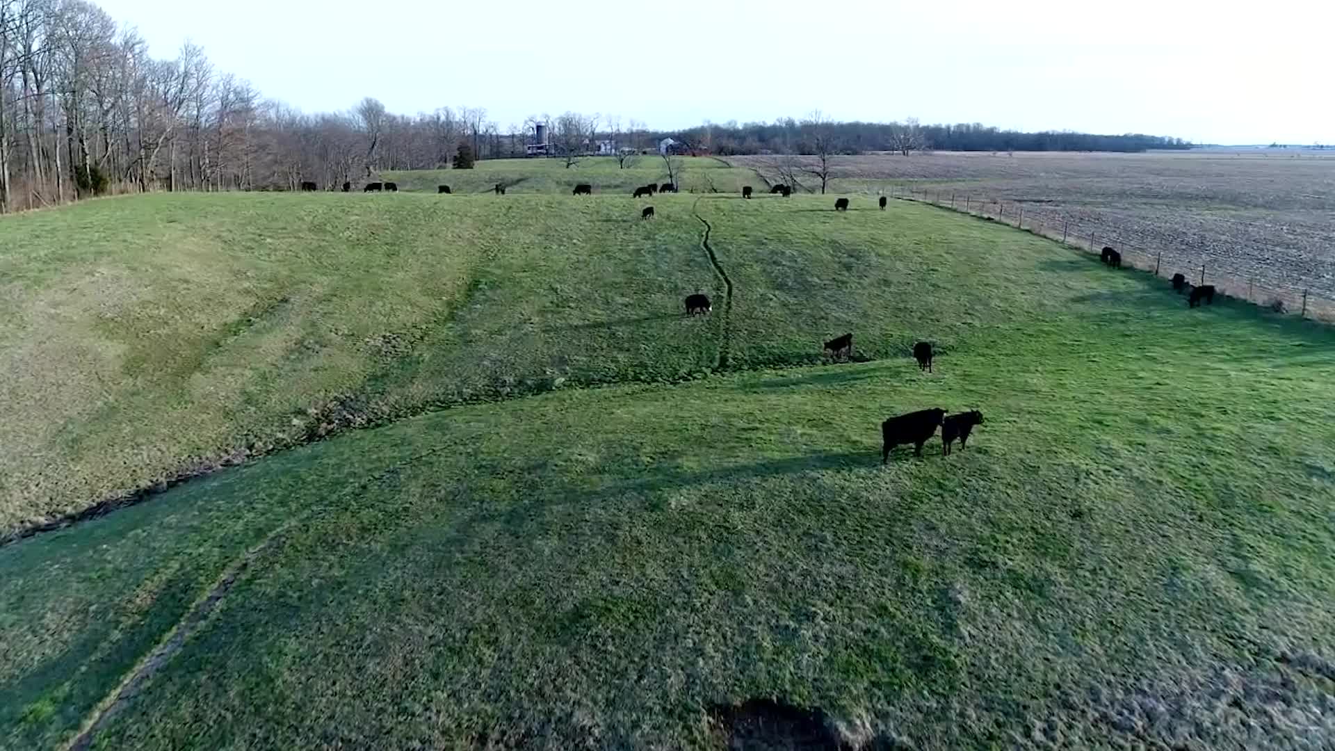 Garrapatas Exóticas se Propagan y Matan al Ganado Videos de The