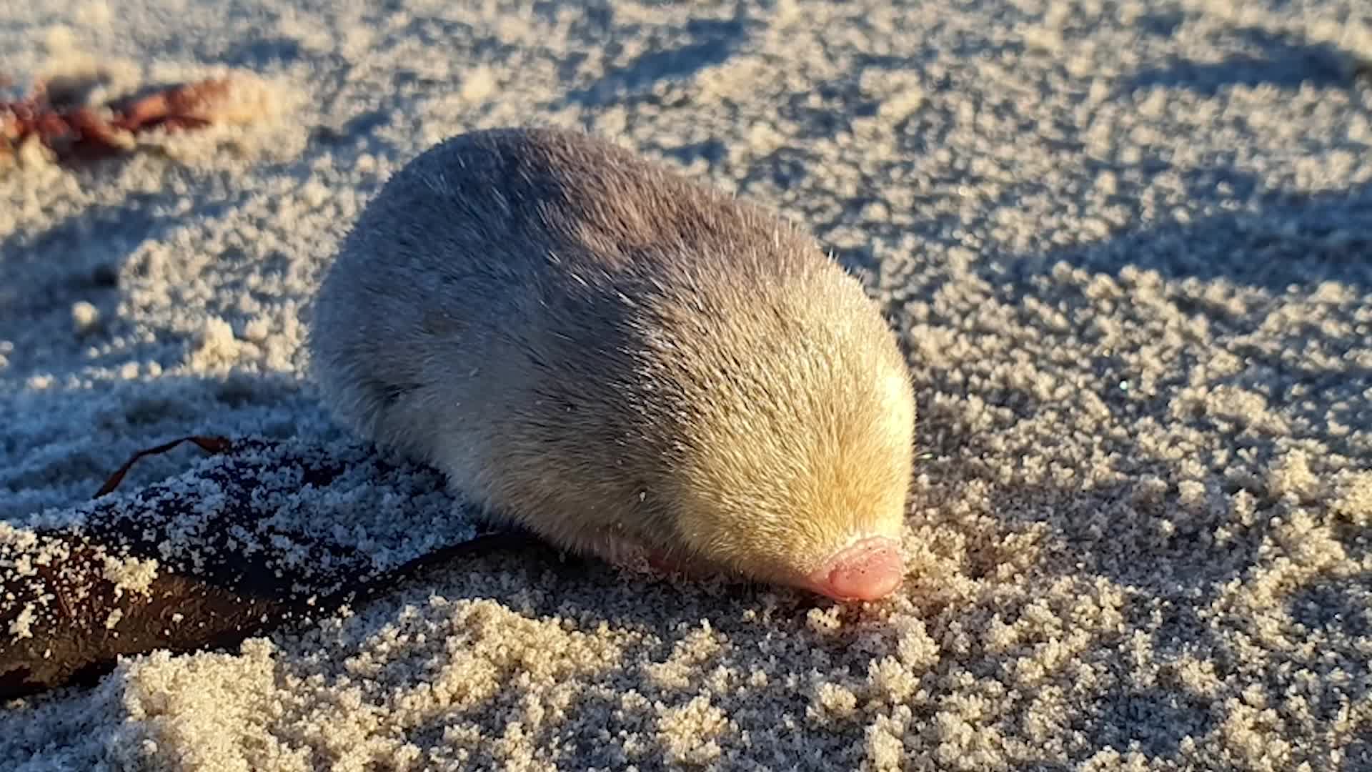 Mole Species Lost For 85 Years Rediscovered By DNA Videos from The